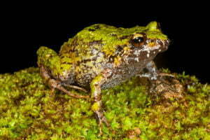 Short-nosed Green Frog