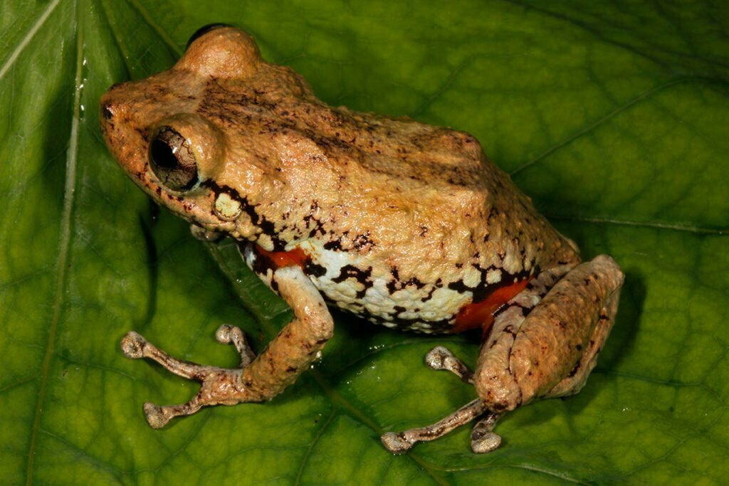 Bellevue Haiti National Trust