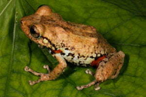 Hispaniolan Orange-legged Frog