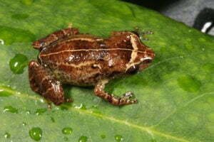 South Island Telegraph Frog