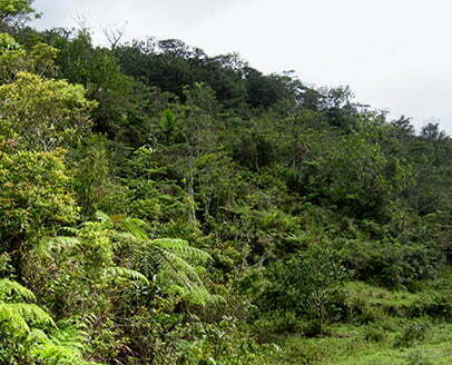 Bois Pangnol forest