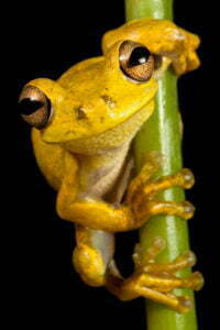 Hispaniolan Yellow Treefrog