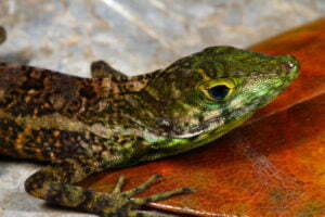 Banded Red-bellied Anole