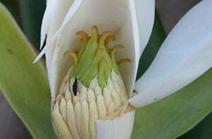 Flower of Magnolia ekmanii