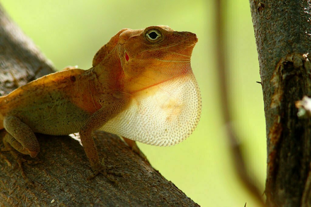 La Gonâve Haiti National Trust