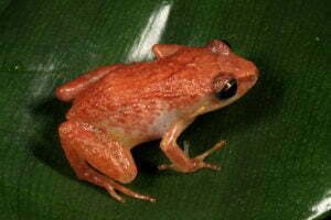 South Island Telegraph Frog