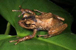 Khaki Bromeliad Frog