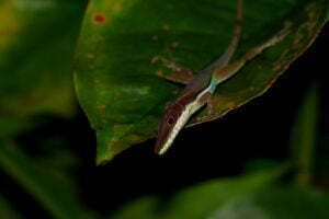 Long-snouted Anole