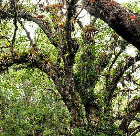 Tree on Morne Formon, Macaya Park
