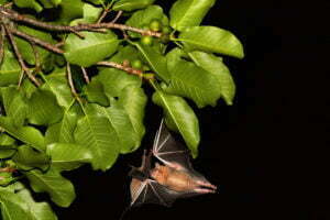Jamaican Fruit Bat