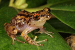 New Species of Forest Frog