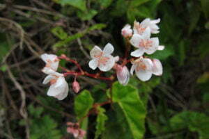 Begonia plumieri