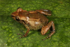 New Species Of Reticulate-skinned Frog