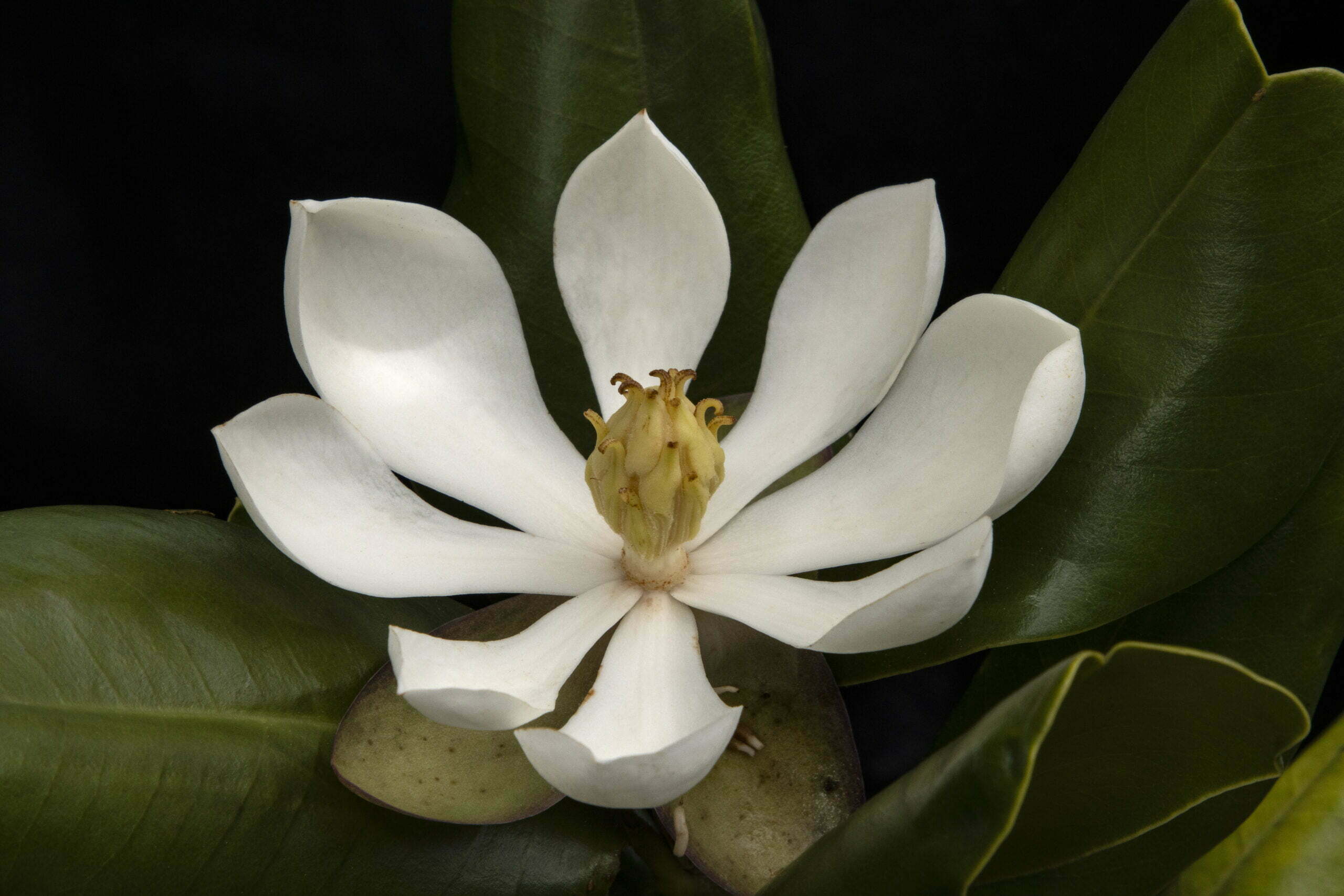 Rediscovered magnolia tree spurs hope in Haiti, where just 1 percent of the country’s original forests remain