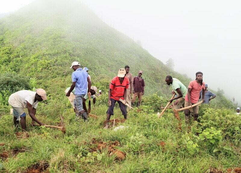 Hired local community members planting native plants in Grand Bois National Park. (Photo by Wilson Jean, Haiti National Trust)