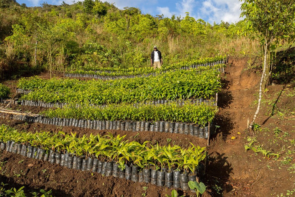 Fifty thousand seedlings have already been planted in Grand Bois National Park, with more growing in Haiti National Trust’s nursery. Image courtesy of Eladio M. Fernandez.