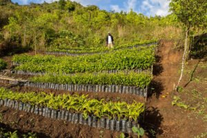 Fifty thousand seedlings have already been planted in Grand Bois National Park, with more growing in Haiti National Trust’s nursery. Image courtesy of Eladio M. Fernandez.