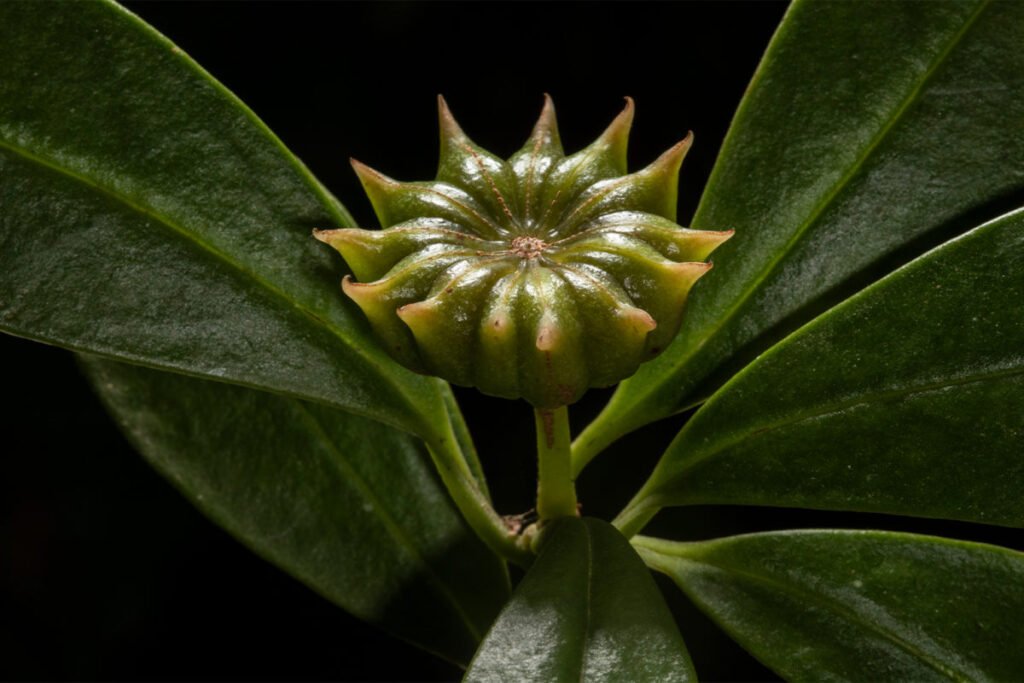 The Haitian star anise (Ilicium hottense), a native plant destined to become part of the reforestation project. Image courtesy of Eladio M. Fernandez.