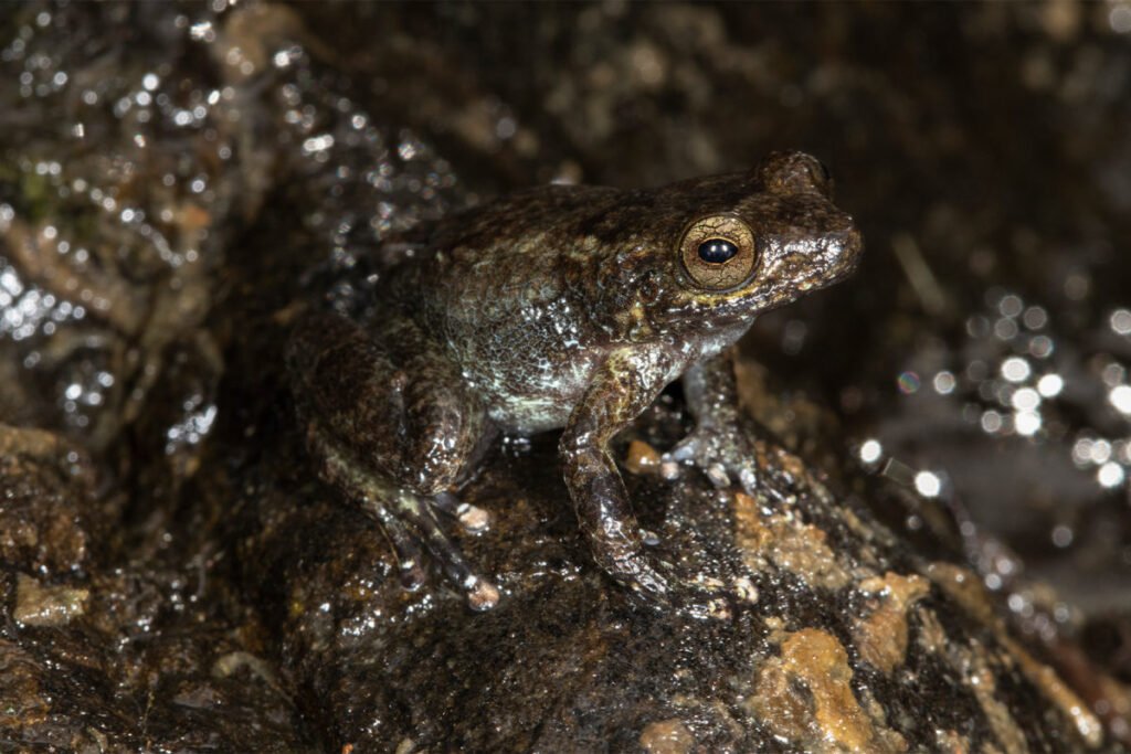 A foothill robber frog (Eleutherodactylus semipalmatus), thought to be extinct and rediscovered in Grand Bois. Image courtesy of Eladio M. Fernandez.