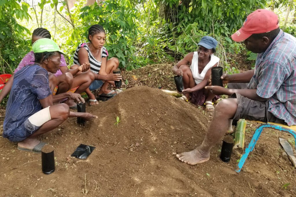 Native seedlings being planted by paid local community members at Haiti National Trust’s nursery. Note that the plantings are all rooted atop a mound, a means of assuring that extreme rains run off rather than drown the young plants. Image courtesy of Wilson Jean.