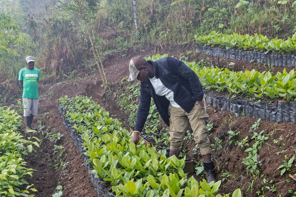 A local community member tends to native seedlings at the Haiti National Trust nursery. Image courtesy of Eladio M. Fernandez.
