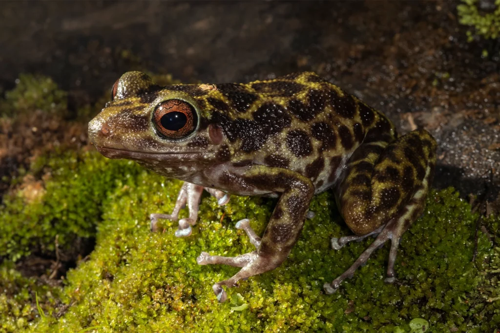 An unidentified frog species endemic to Haiti. Ninety percent of Haiti’s amphibians are threatened with extinction — the highest percentage of any nation in the world. Image courtesy of Eladio M. Fernandez.