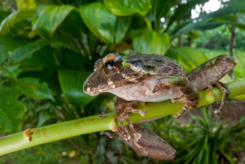 Spiny green frog. Picture by Robin Moore