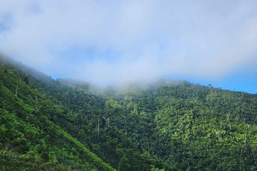 Grand Bois National Parc - Haiti National Trust