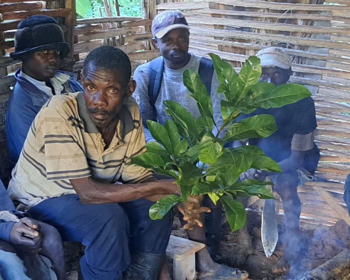 Bwa krapo leaves - HNT