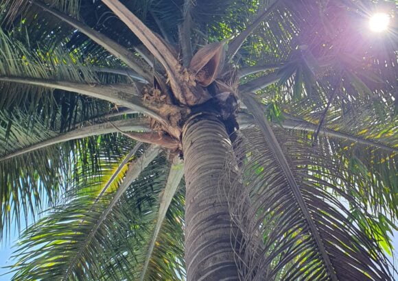 A Lifeline for the world’s most threatened palm: Fondation Capital Bank and Haiti National Trust Unite for Conservation