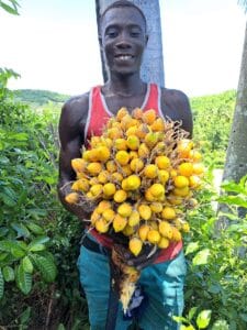 Attalea crasisspatha - HNT