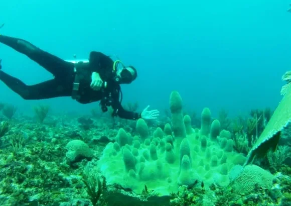 Pillar Coral - FEM & HNT