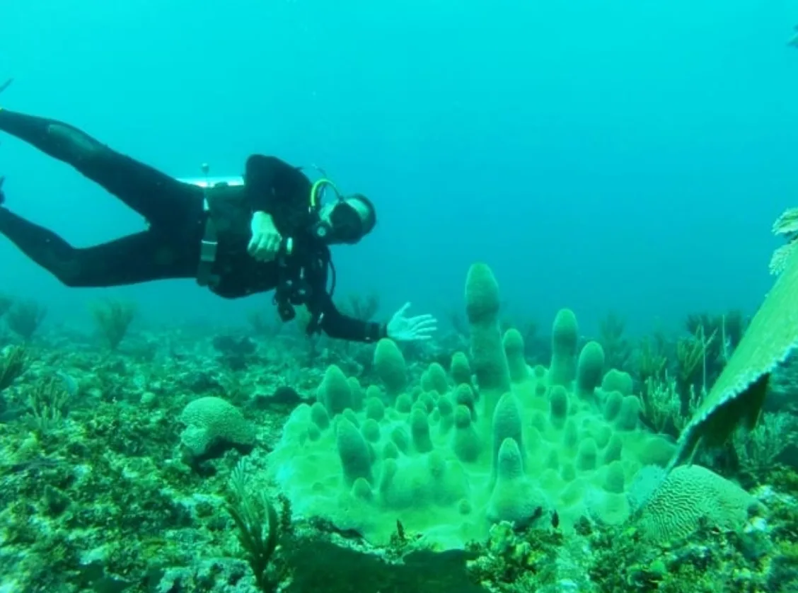 Pillar Coral - FEM & HNT