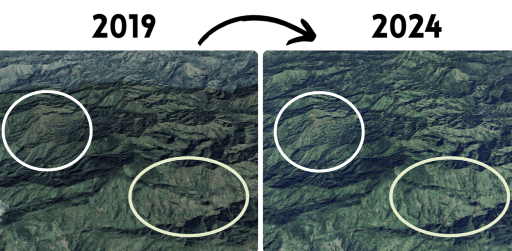 Satellite pictures of Grand Bois National Park between December 2019 and December 2024
