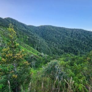 Grand Bois National Park Credit: Wilson Jean, Haiti National Trust