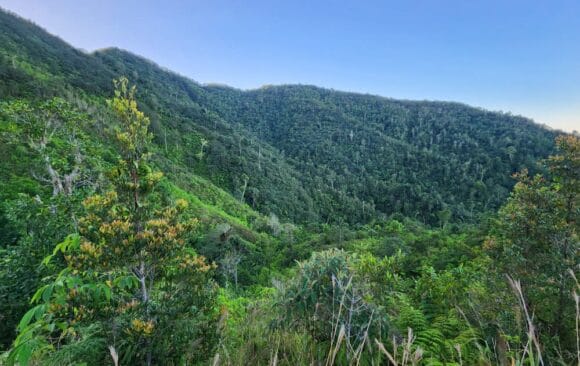 Grand Bois National Park Credit: Wilson Jean, Haiti National Trust