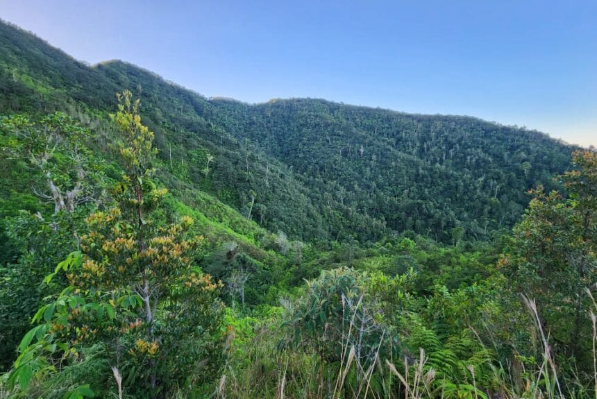 Grand Bois National Park Credit: Wilson Jean, Haiti National Trust