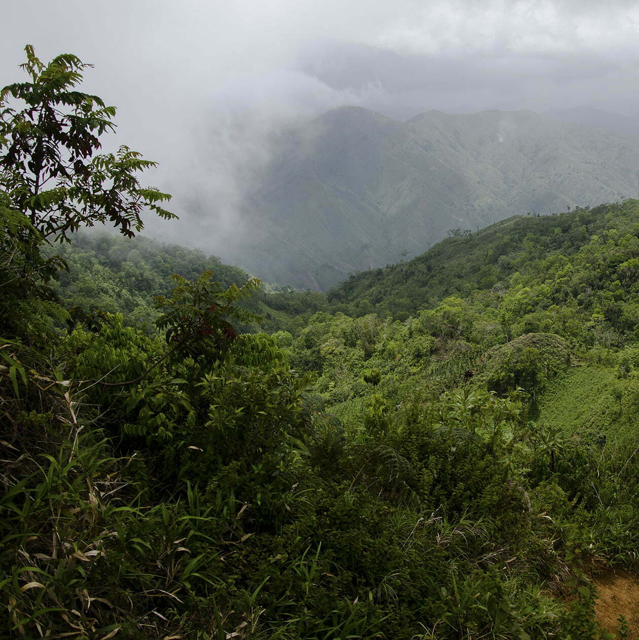 Home - Haiti National Trust